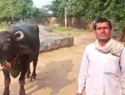 Ada-ada Saja! Kerbau Ini Dilaporin ke Polisi Lantaran Ogah Susunya Diperah