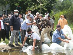 Puluhan Ribu Bibit Ikan Ditabur di Danau Siais 3 Puluhan Ribu Bibit Ikan Ditabur di Danau Siais