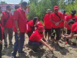 Kado untuk Mega, PDIP Sumut Tanam 35 Ribu Pohon