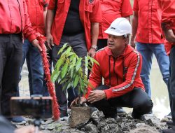 Peringati HUT PDIP dan Megawati, DPC Batu Bara Tanam 500 Pohon 7 Peringati HUT PDIP dan Megawati, DPC Batu Bara Tanam 500 Pohon
