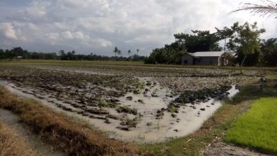 Pola Tanam Serentak Memutus Siklus Hidup Hama