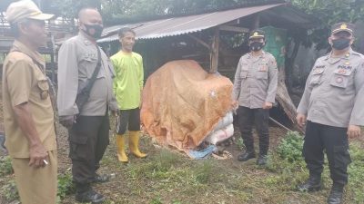 Antisipasi PMK, Polrestabes Medan Cek Hewan Ternak