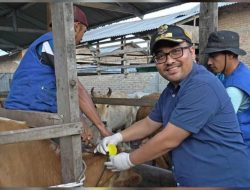 Cegah PMK, Pemkab Batu Bara Vaksinasi 400 Sapi