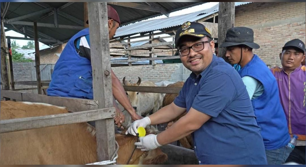 Cegah PMK, Pemkab Batu Bara Vaksinasi 400 Sapi