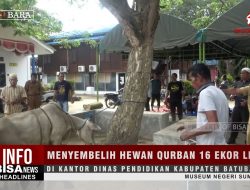 Sembelih Hewan Qurban 16 Ekor Lembu di Kantor DInas Pendidikan Batubara