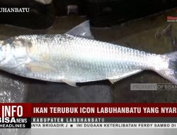 Ikan Terubuk Icon Labuhanbatu yang Nyaris Punah