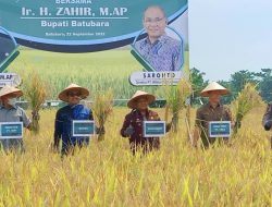 Bupati Batu Bara Hadiri Panen Raya Padi Demplot