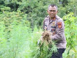 Empat Hektare Ladang Ganja Dimusnahkan Petugas