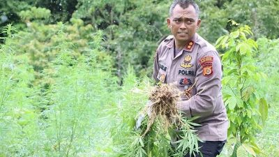 Empat Hektare Ladang Ganja Dimusnahkan Petugas