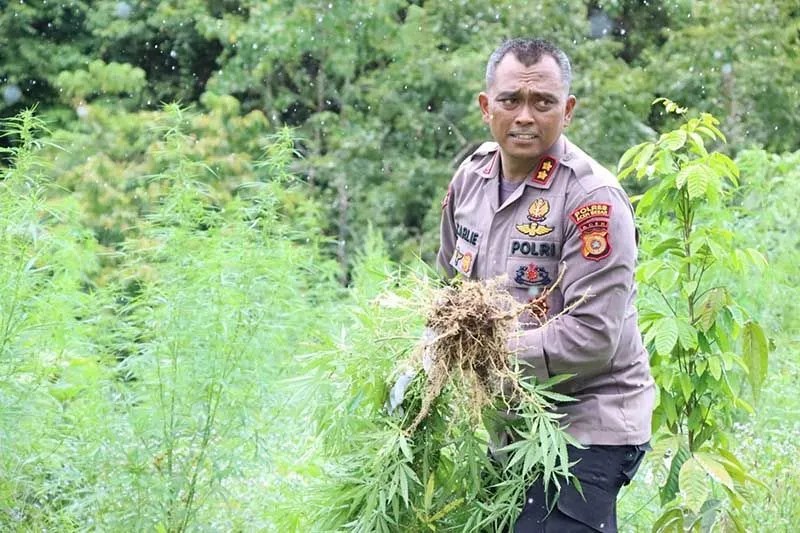 Empat Hektare Ladang Ganja Dimusnahkan Petugas