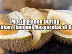 Musim Panen Durian Gerakkan Ekonomi Masyarakat di Badui