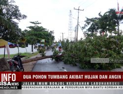 Dua Pohon Tumbang Akibat Hujan dan Angin Kencang, Jalan Imam Bonjol Kelurahan Labuhanruku