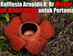Rafflesia Arnoldii R  Br Mekar di Luar Habitatnya untuk Pertama Kali