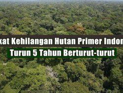 Tingkat Kehilangan Hutan Primer Indonesia Turun 5 Tahun Berturut turut