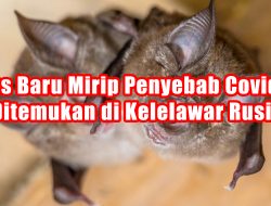Virus Baru Mirip Penyebab Covid 19 Ditemukan di Kelelawar Rusia