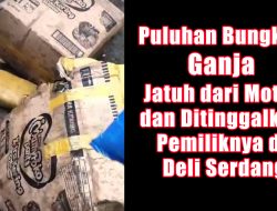 Puluhan Bungkus Ganja Jatuh dari Motor dan Ditinggalkan Pemiliknya di Deli Serdang