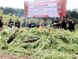 Tim Gabungan Musnahkan 20 Ribu Batang Ganja Siap Panen