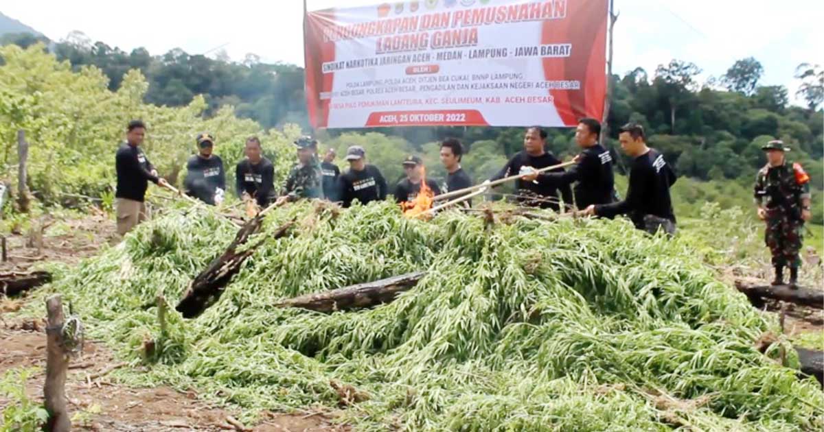 Tim Gabungan Musnahkan 20 Ribu Batang Ganja Siap Panen