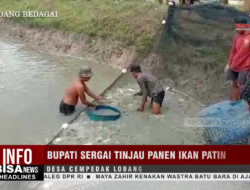 Bupati Sergai Tinjau Panen Ikan Patin di Desa Cempedak Lobang | Info Bisanews