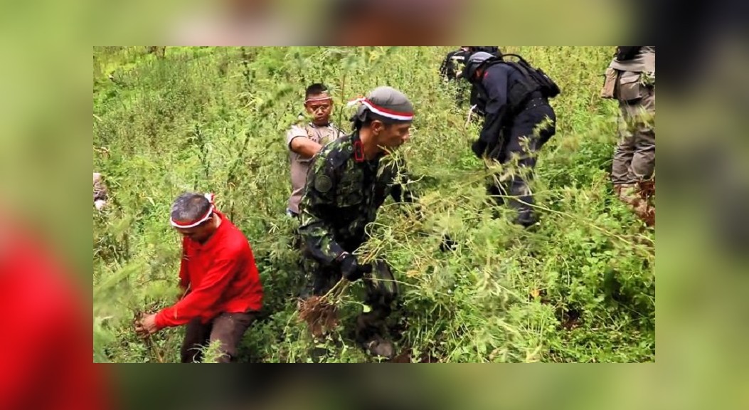 Petugas Temukan 5 Hektare Ladang Ganja di Madina