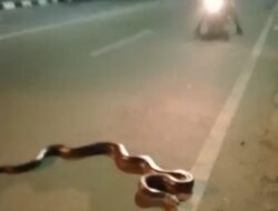 Nyaris Mangsa Manusia, Ular Piton Ditangkap Damkar