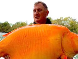 Pemancing Asal Inggris Berhasil Tangkap Ikan Mas Seberat 30 kg, Netizen Tercengang