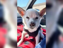 Guinness World Records Nobatkan Gino Wolf Sebagai Anjing Tertua di Dunia, Usianya 22 Tahun