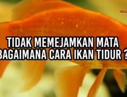 Tidak Memejamkan Mata, Bagaimana Cara Ikan Tidur?