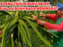 Jelang Tahun Baru Imlek, Penjualan Buah Naga Meningkat