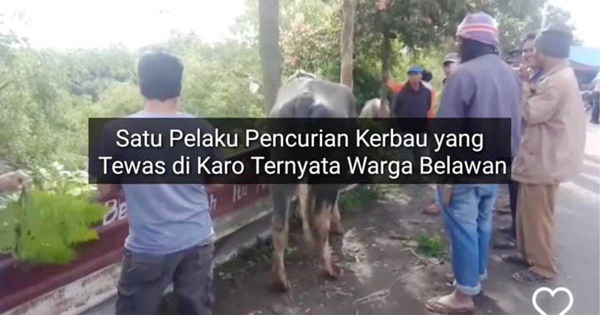 Rumah di Belawan, Curi Lembu di Tanah Karo, 2 orang Tewas, Seorang Lari Ke Hutan