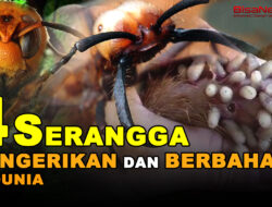 4 Serangga Mengerikan dan Berbahaya di Dunia