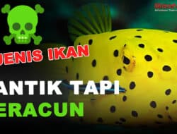 Hati Hati !! Inilah Delapan Jenis Ikan Paling Beracun di Dunia