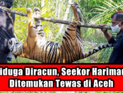 Diduga Diracun, Seekor Harimau Ditemukan Tewas di Aceh