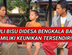 Tuli Bisu di Desa Bengkala Bali, Miliki Keunikan Tersendiri
