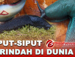 Siput-Siput Terindah di Dunia