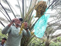 Undang Ijeck Panen Kurma, Bena Tarigan Ingin Jadikan Karo Penghasil Kurma Terbesar di Sumut