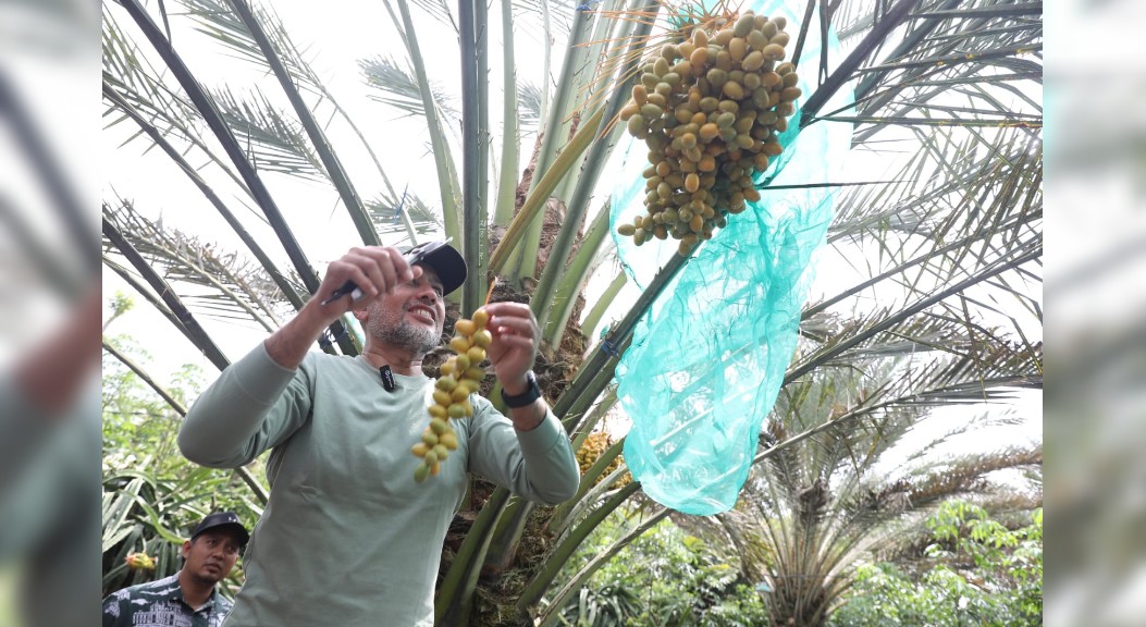 Undang Ijeck Panen Kurma, Bena Tarigan Ingin Jadikan Karo Penghasil Kurma Terbesar di Sumut