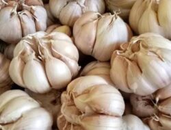 Bawang Putih Pemicu Inflasi Saat Ini