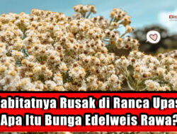 Habitatnya Rusak di Ranca Upas, Apa Itu Bunga Edelweis Rawa?