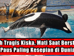 Kisah Tragis Kiska, Mati Saat Berstatus Paus Paling Kesepian di Dunia