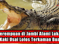 Perempuan di Jambi Alami Luka di Kaki Usai Lolos Terkaman Buaya