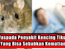 Waspada Penyakit Kencing Tikus Yang Bisa Sebabkan Kematian