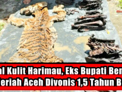 Jual Kulit Harimau, Eks Bupati Bener Meriah Aceh Divonis 1,5 Tahun Bui