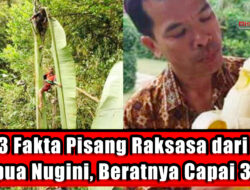 3 Fakta Pisang Raksasa dari Papua Nugini, Beratnya Capai 3 Kg