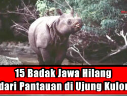 15 Badak Jawa Hilang dari Pantauan di Ujung Kulon