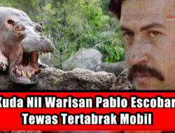 Kuda Nil Warisan Pablo Escobar Tewas Tertabrak Mobil