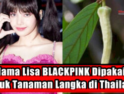Nama Lisa BLACKPINK Dipakai untuk Tanaman Langka di Thailand