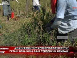 Setelah Empat Musim Gagal Panen, Petani Desa Suka Raja Kembali Tersenyum | Info Bisanews