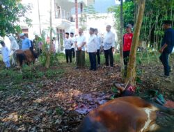 Pemkab Sergai Sembelih 100 Lembu Dan 2 Kambing Kurban