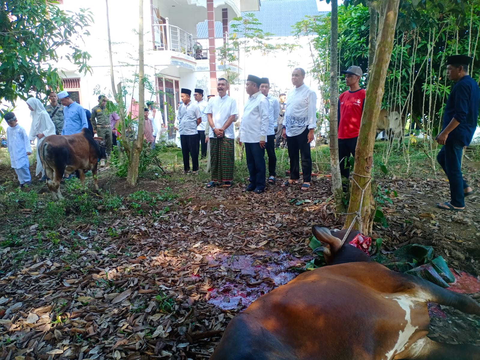 Pemkab Sergai Sembelih 100 Lembu Dan 2 Kambing Kurban